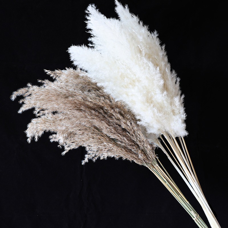 10Pcs Colorful Natural Reeds P - Outdoor Furniture Decor ulasan dan harga