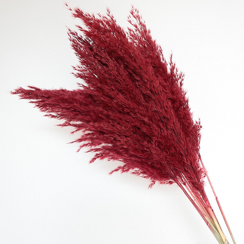 10Pcs Colorful Natural Reeds P - Outdoor Furniture Decor ulasan dan harga